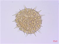 黃槿藏品圖，第3張