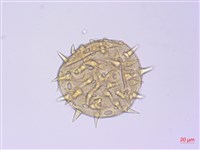 黃槿藏品圖，第4張