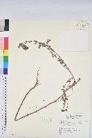 紫斑大戟藏品圖，第1張