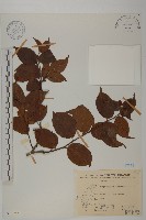 雷公藤藏品圖，第1張