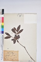 金毛杜鵑藏品圖，第1張