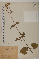 紫花霍香薊藏品圖，第1張