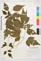 細花鐵線蓮藏品圖，第1張