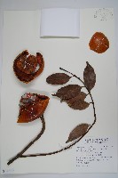 山橙藏品圖，第1張