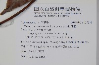 山橙藏品圖，第2張