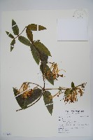 登錄號:S103288藏品圖，第1張