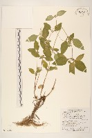 金腰箭藏品圖，第1張