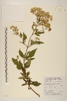 台灣澤蘭藏品圖，第1張