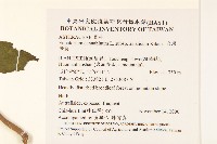 台灣澤蘭藏品圖，第2張