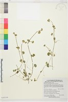 掌葉毛茛藏品圖，第1張