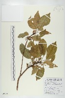 薯豆藏品圖，第1張