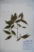 登錄號:S103333藏品圖，第1張