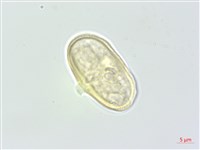 濱當歸藏品圖，第1張