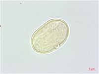 濱當歸藏品圖，第2張