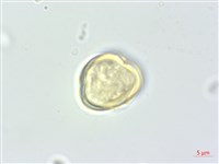 濱當歸藏品圖，第3張