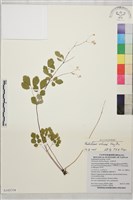 傅氏唐松草藏品圖，第1張