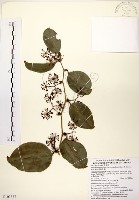 糙莖菝契、疣枝菝契藏品圖，第1張