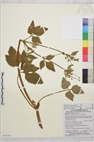 鉤柱毛茛藏品圖，第1張