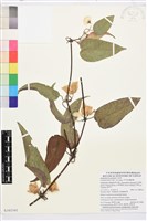 亨利氏鐵線蓮藏品圖，第1張