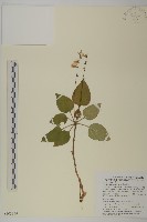 香鬼督郵藏品圖，第1張