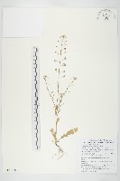 薺藏品圖，第1張