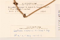 花蓮澤蘭藏品圖，第3張