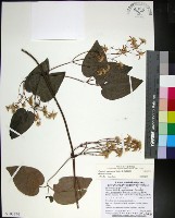 麥氏鐵線蓮藏品圖，第1張