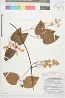 麥氏鐵線蓮藏品圖，第2張