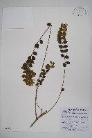 臺灣糯米條藏品圖，第1張