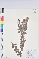 大葉越橘、來特氏越橘藏品圖，第1張