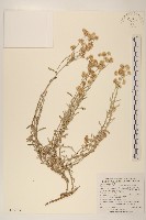 絲綿草藏品圖，第1張