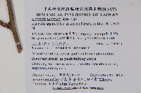 軟棗獼猴桃藏品圖，第2張