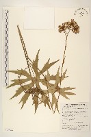 高山破傘菊藏品圖，第1張