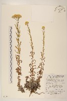 秋鼠麴草藏品圖，第1張