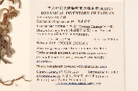 秋鼠麴草藏品圖，第2張