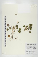 倒卵葉裂緣花藏品圖，第1張