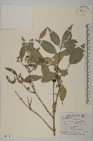 福建賽衛矛、福建假衛矛藏品圖，第1張