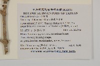 福建賽衛矛、福建假衛矛藏品圖，第2張