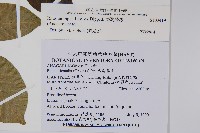 臺灣藤漆藏品圖，第2張