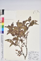 南燭藏品圖，第1張