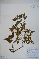 狹葉莢迷藏品圖，第1張