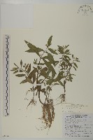 鱧腸藏品圖，第1張