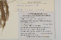 鱧腸藏品圖，第2張