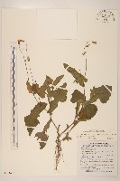 紫背草藏品圖，第1張