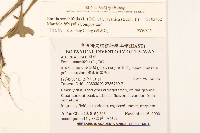 紫背草藏品圖，第2張