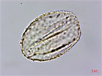 粗鋸齒薺薴藏品圖，第1張