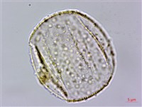 粗鋸齒薺薴藏品圖，第2張