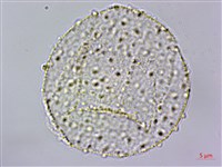 粗鋸齒薺薴藏品圖，第3張