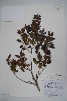 太平山冬青藏品圖，第1張