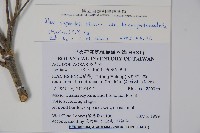 太平山冬青藏品圖，第2張